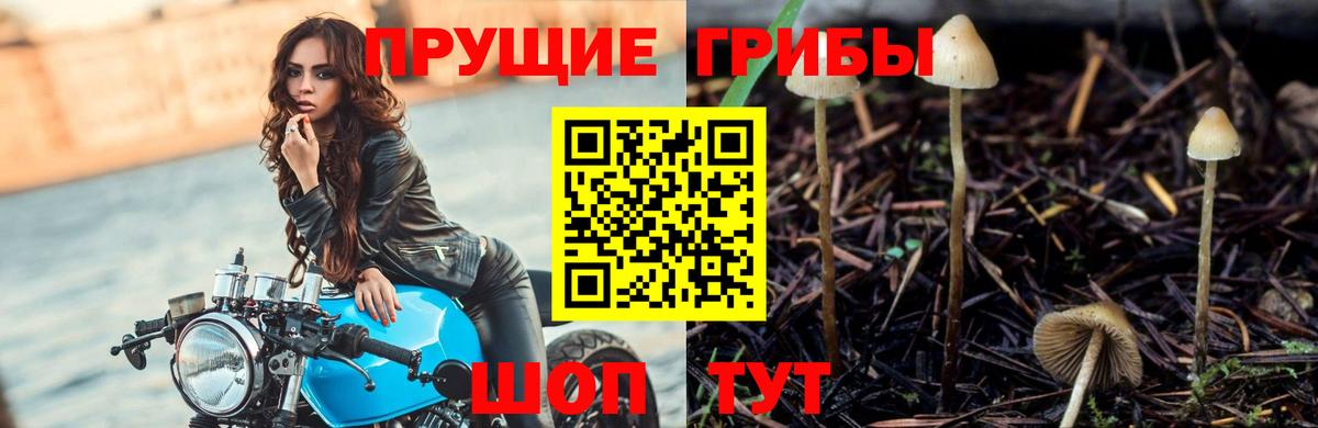 Сосновый Бор  Галлюциногенные грибы Psilocybine cubensis  Галлюциногенные грибы GOLDEN TEACHER  Вход с VPN 